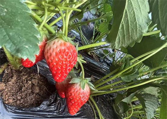 大连普兰店:“小草莓”撬动“大产业”_fororder_图片5