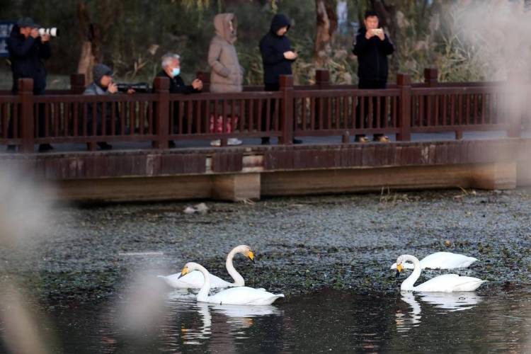 大批白天鹅现身朝阳城区