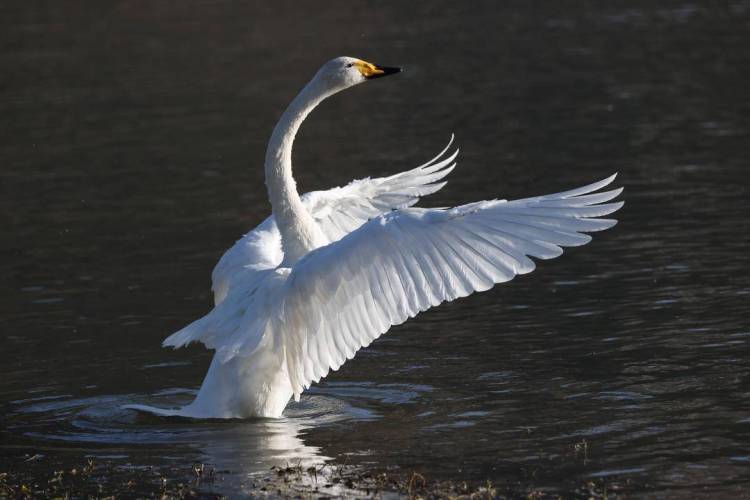 大批白天鹅现身朝阳城区