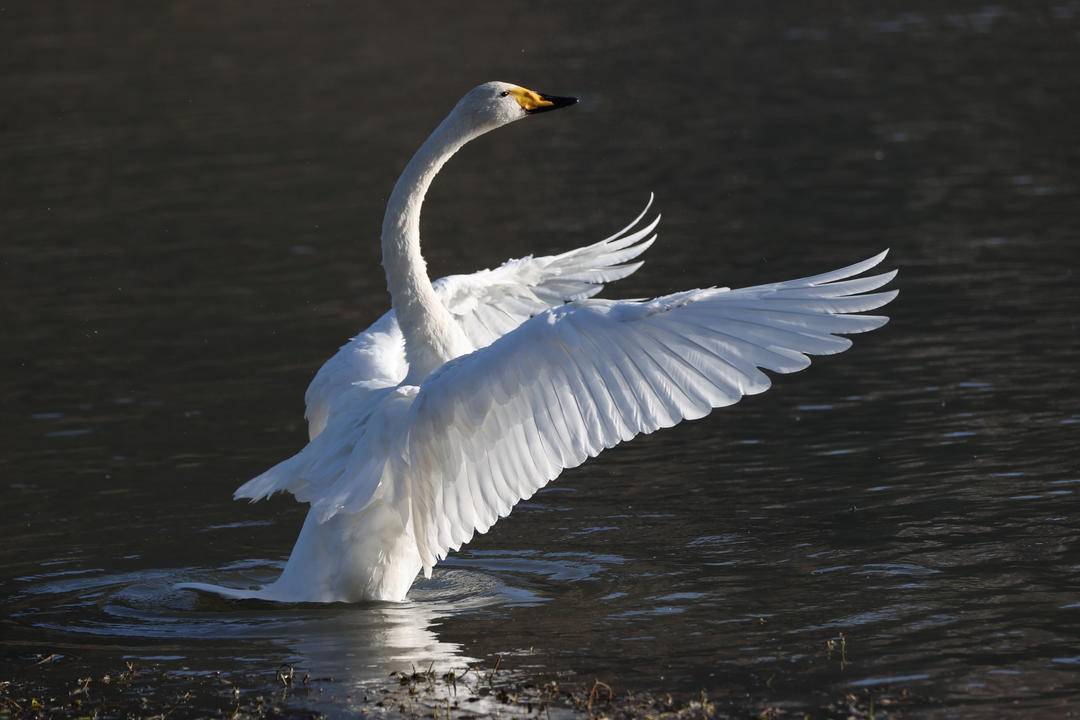 大批白天鹅现身朝阳城区