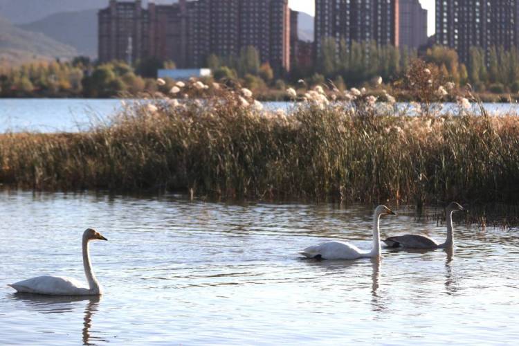 大批白天鹅现身朝阳城区