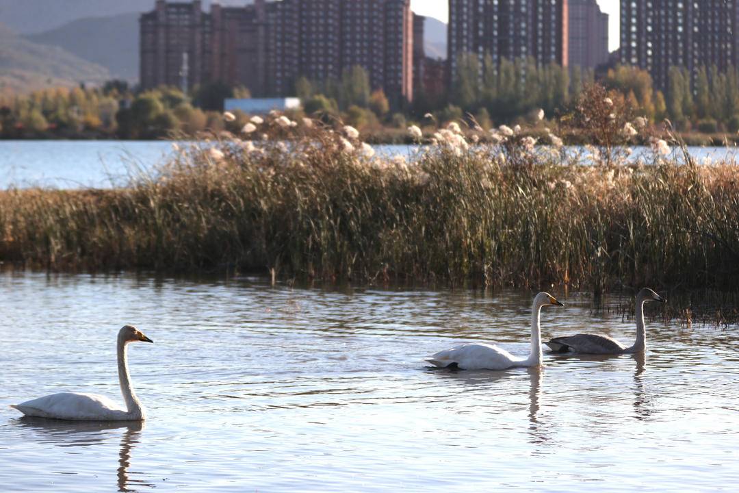 大批白天鹅现身朝阳城区
