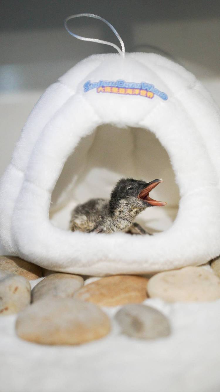 喜提“全国首只”!大连圣亚南极企鹅家族喜添丁