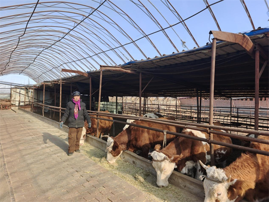 残疾人创业带头人杜志梅:不服输的“养牛大姐”_fororder_黄非残联