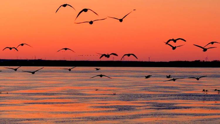 南迁候鸟小憩卧龙湖