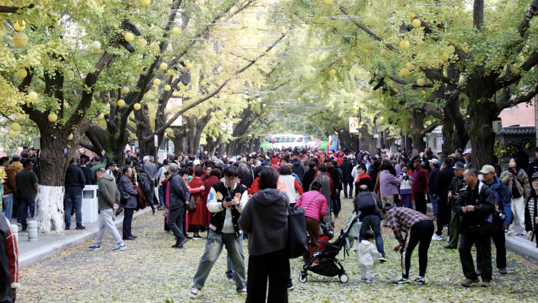 含“金”量超高!丹东金秋银杏文化月启动