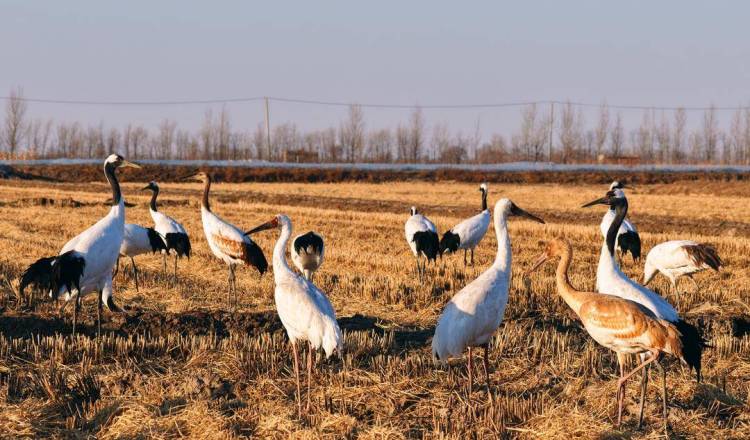 鹤群越冬辽河三角洲