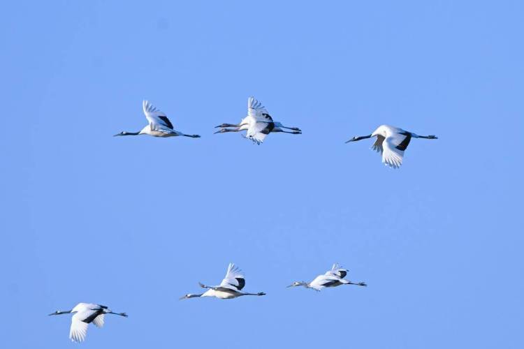 鹤群越冬辽河三角洲