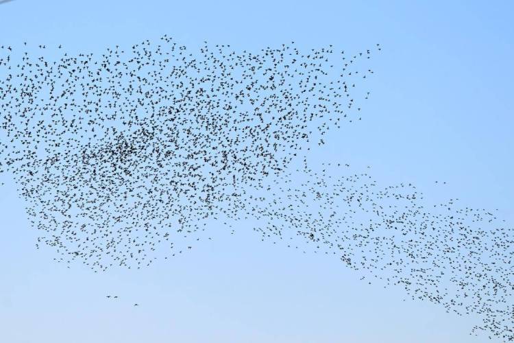 辽河口湿地现冬季鸟浪
