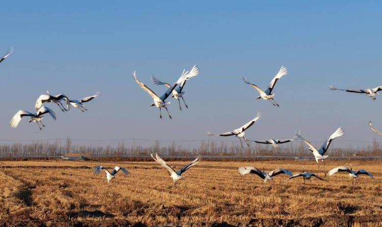 鹤群越冬辽河三角洲
