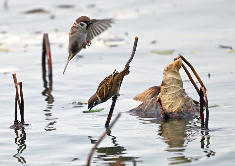 “雀”跃荷塘_fororder_麻雀5