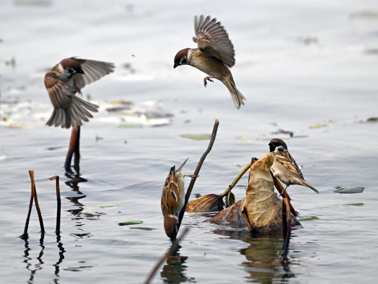 “雀”跃荷塘_fororder_麻雀3