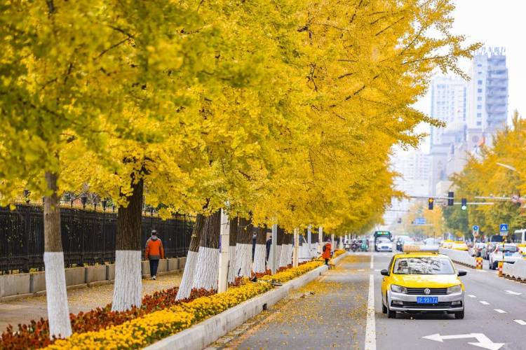 丹东百年银杏铺就“黄金大道”