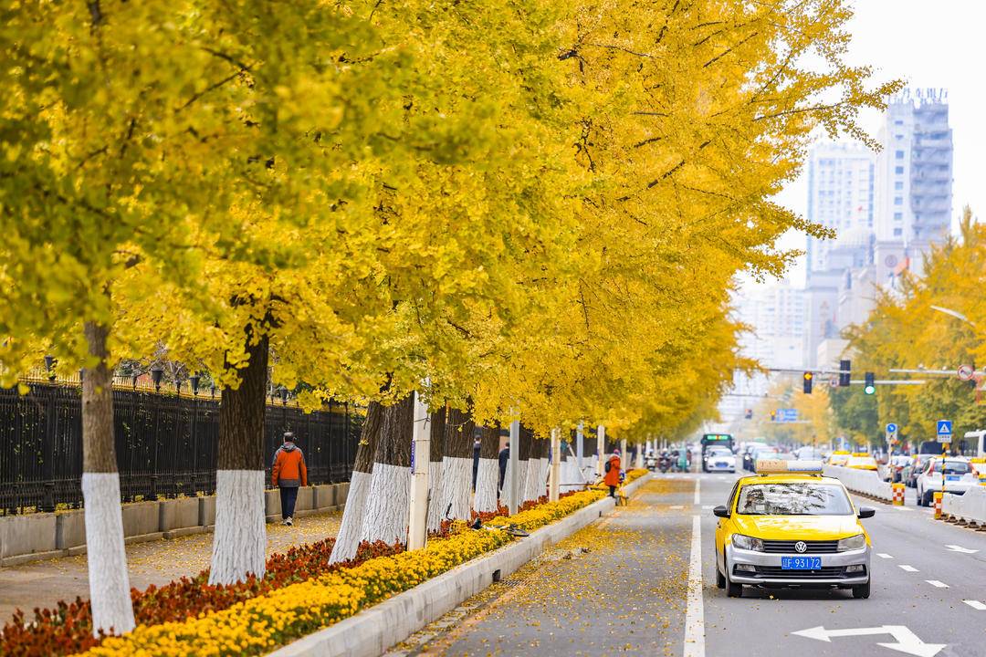 丹东百年银杏铺就“黄金大道”