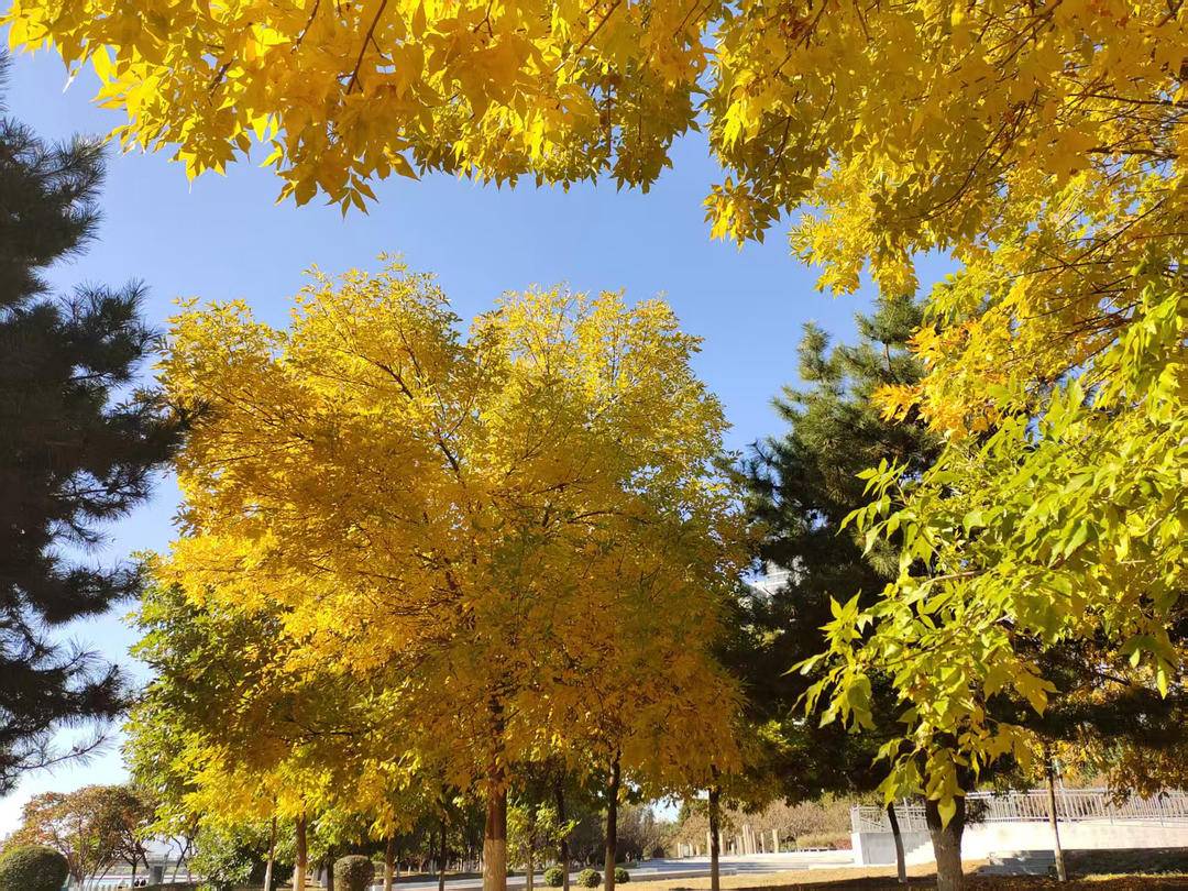 朝阳,一城秋色动人心!