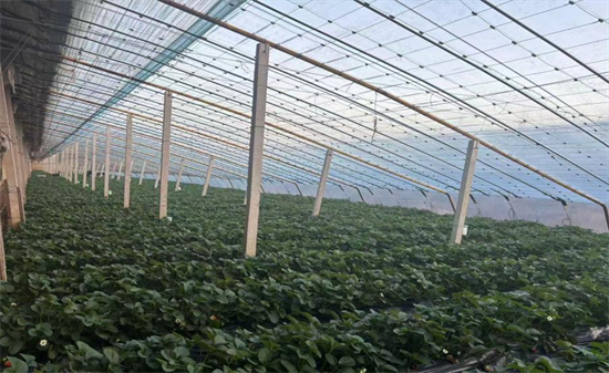 大连普兰店:“小草莓”撬动“大产业”_fororder_图片6