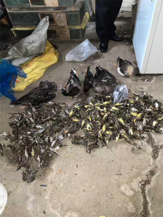 涉案价值超千万元!大连市公安局普兰店分局破获特大案件_fororder_普兰店鸟3