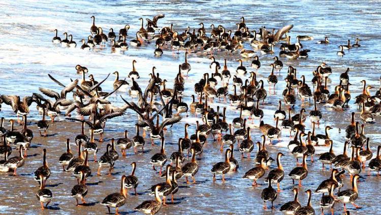 盘锦:成群候鸟壮观迁徙