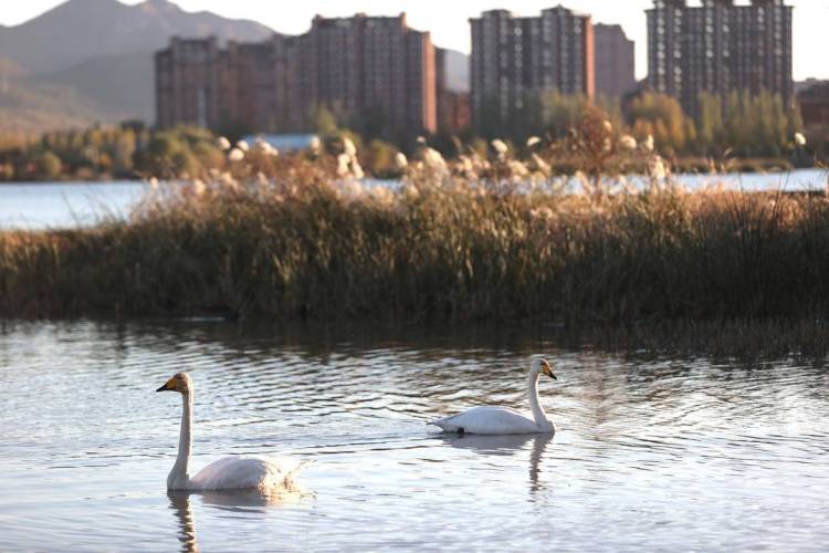 大批白天鹅现身朝阳城区