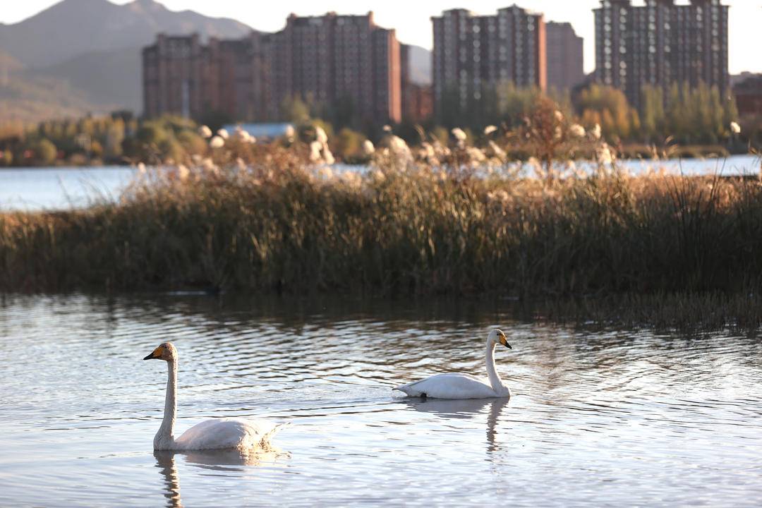 大批白天鹅现身朝阳城区