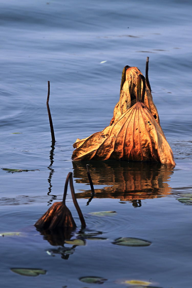 “雀”跃荷塘_fororder_麻雀10