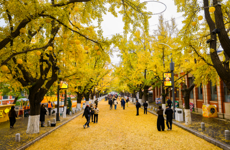 丹东百年银杏铺就“黄金大道”