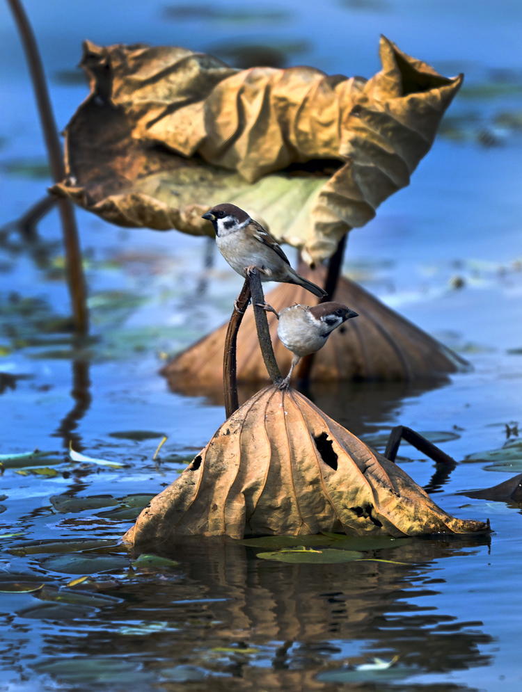“雀”跃荷塘_fororder_麻雀8
