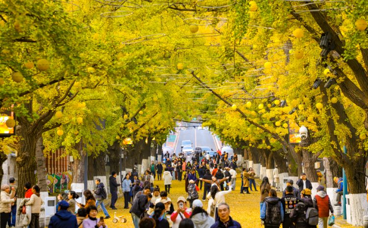 丹东百年银杏铺就“黄金大道”