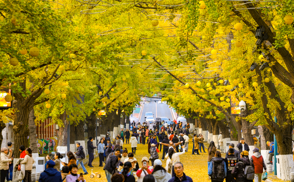 丹东百年银杏铺就“黄金大道”