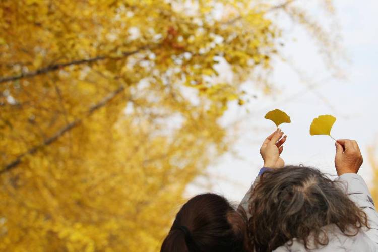 秋日限定款,漫天飞舞的金色浪漫