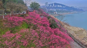 梅绽寒枝添亮色 三峡库区春来早