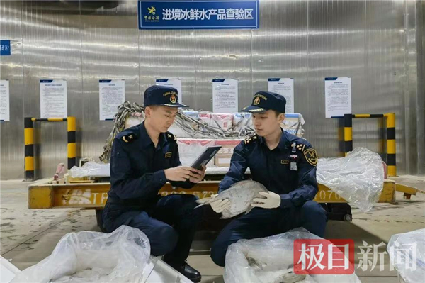 印度冰鲜鲳鲳鱼“飞”抵鄂州花湖机场_fororder_c1ba9257517a455a82bd5ac3fc5e314b