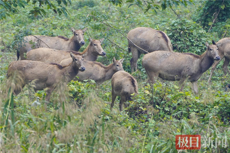 荆江之畔成为“湿地精灵”乐园_fororder_微信图片_2025-10-30_093546_253