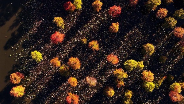 武汉涨渡湖湿地公园池杉林：“水上森林”冬景美如画