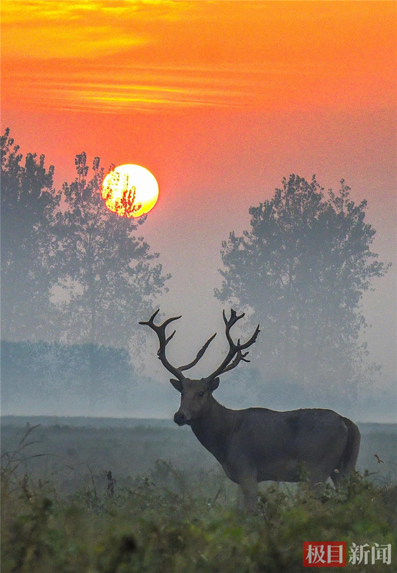荆江之畔成为“湿地精灵”乐园_fororder_微信图片_2025-10-30_093518_373