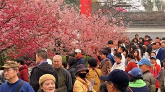 赏樱季首个周末 武汉迎来春日出游热