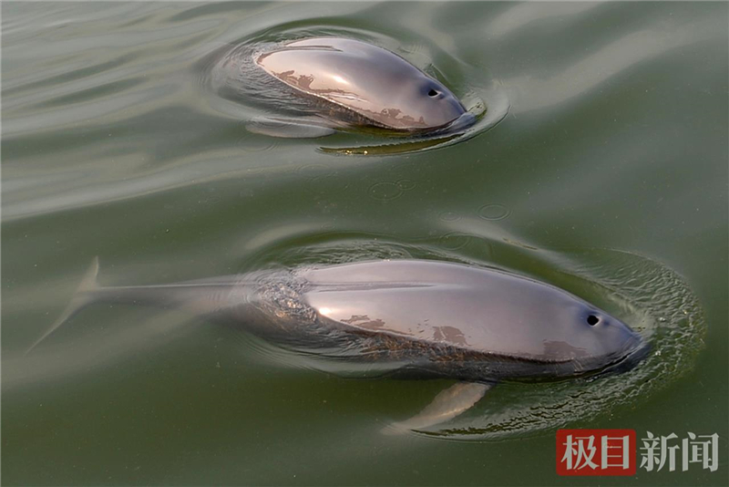 荆江之畔成为“湿地精灵”乐园_fororder_微信图片_2025-10-30_093552_628