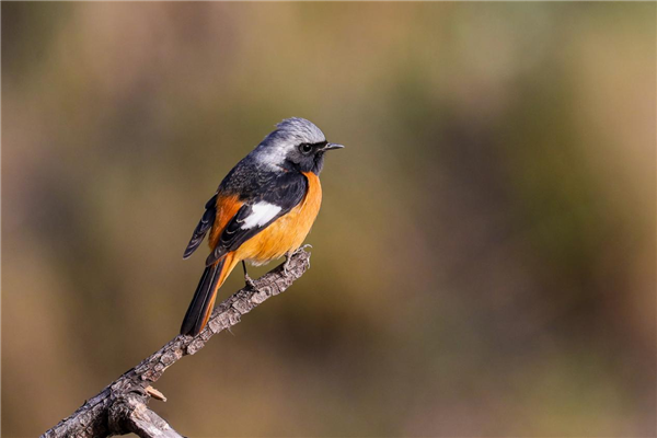 自然之美邂逅传统孝亲 武汉龟山公园重阳观鸟手工活动暖人心_fororder_图片98