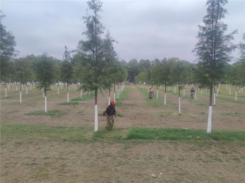 3000人丈量长江堤 武汉江夏这场徒步赛 让“绿水青山” 看得见摸得着_fororder_图片46