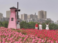 武汉东湖现花毯盛景 4万平方米金鱼草花海引游客打卡