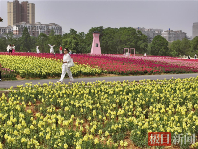 武汉东湖现花毯盛景 4万平方米金鱼草花海引游客打卡_fororder_8df5fa45be444667b5f0594930a3d9c4