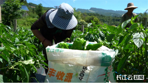 宜昌长阳:技术赋能 高山蔬菜“避雨延秋”促增收_fororder_0cd6f74d1482fb7af05df141fbd91c84