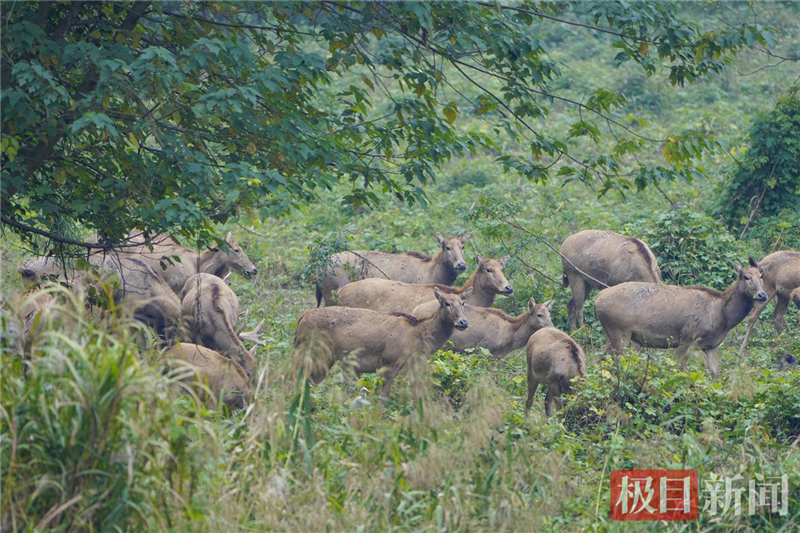 荆江之畔成为“湿地精灵”乐园_fororder_微信图片_2025-10-30_093532_562