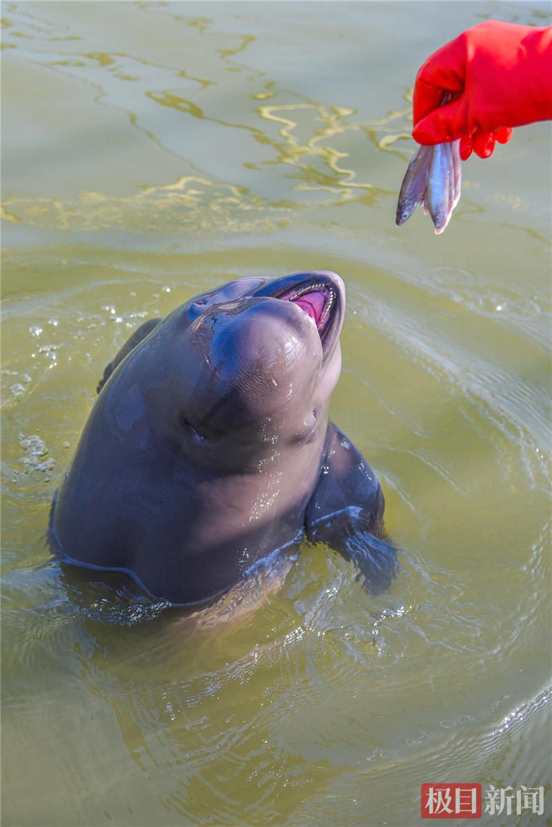 荆江之畔成为“湿地精灵”乐园_fororder_微信图片_2025-10-30_093605_793