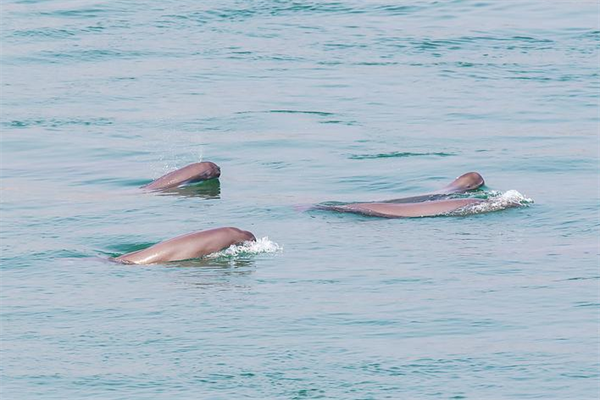赤嘴潜鸭首现洪湖 江豚家族即将“添丁” 美丽湖北万物报春_fororder_微信图片_20260304094147