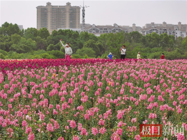武汉东湖现花毯盛景 4万平方米金鱼草花海引游客打卡_fororder_c6cde75ac994436883dd9f28bd53bf28