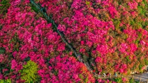 武汉木兰云雾山万亩杜鹃次第开