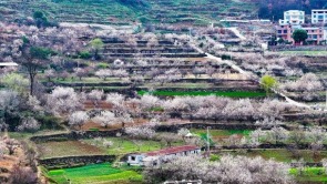 湖北十堰：樱桃花开入画来