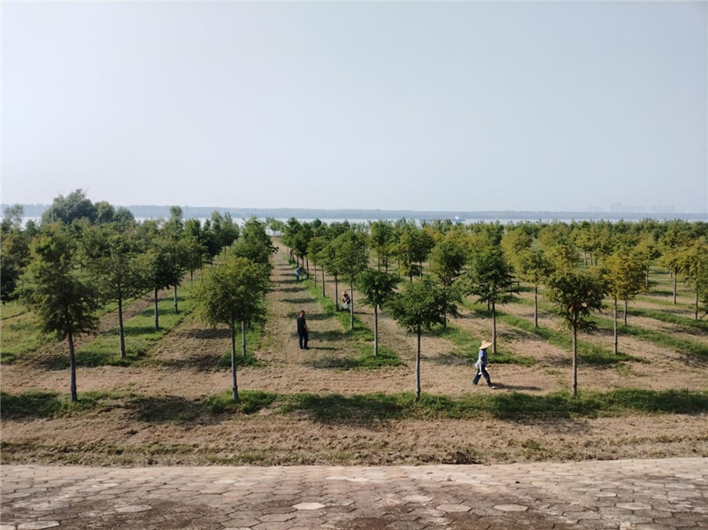 3000人丈量长江堤 武汉江夏这场徒步赛 让“绿水青山” 看得见摸得着_fororder_图片45