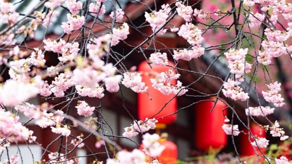 中国樱花集体亮相 武汉东湖樱园正式开园